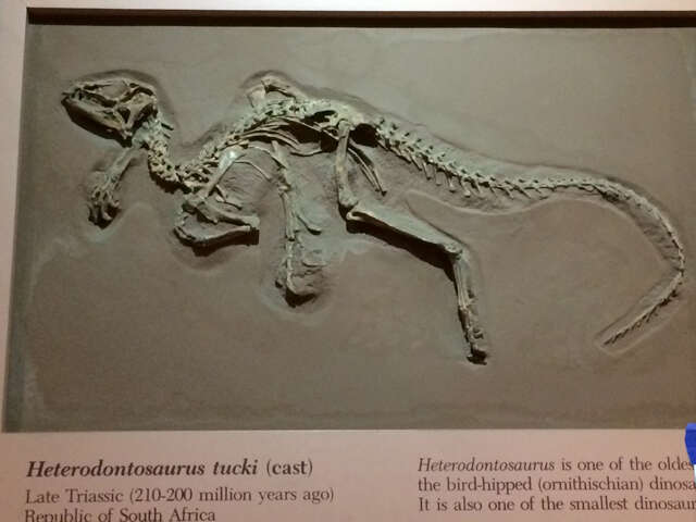 Image of Heterodontosaurus Crompton & Charig 1962