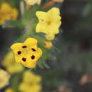Image of Arnebia guttata Bunge