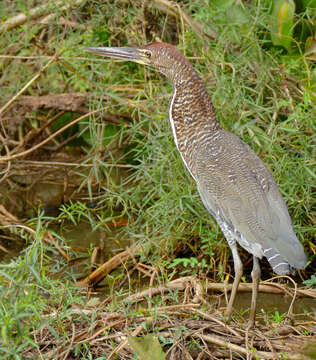 Image of Rufescent Tiger Heron