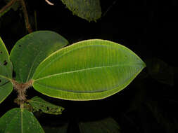 Image of Miconia paleacea Cogn.