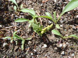 Image of reflected grapefern