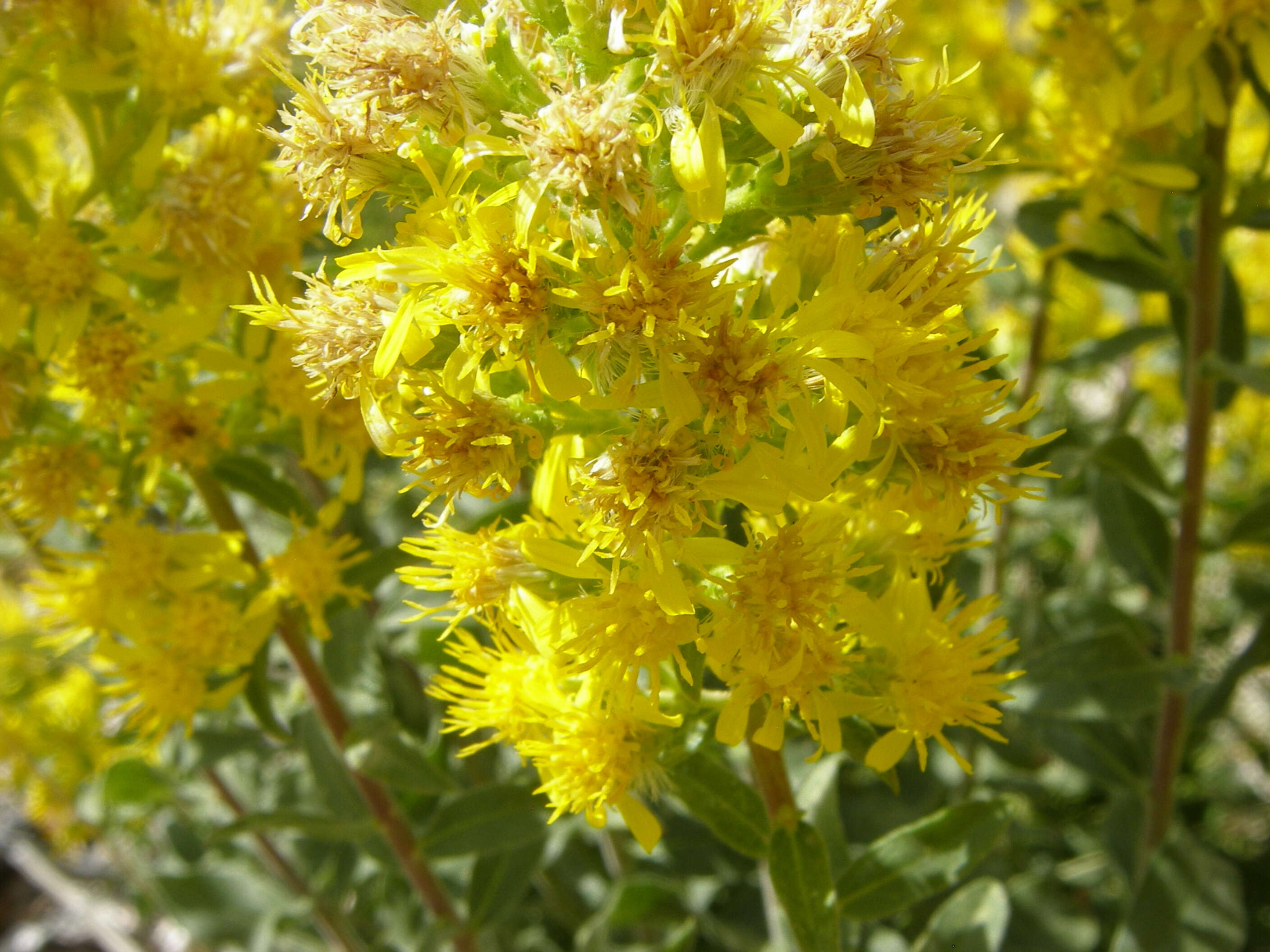 Image of Wright's goldenrod