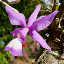 Image of Cattleya nobilior Rchb. fil.