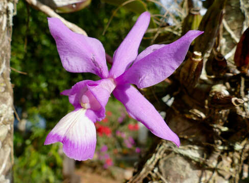 Image of Cattleya nobilior Rchb. fil.