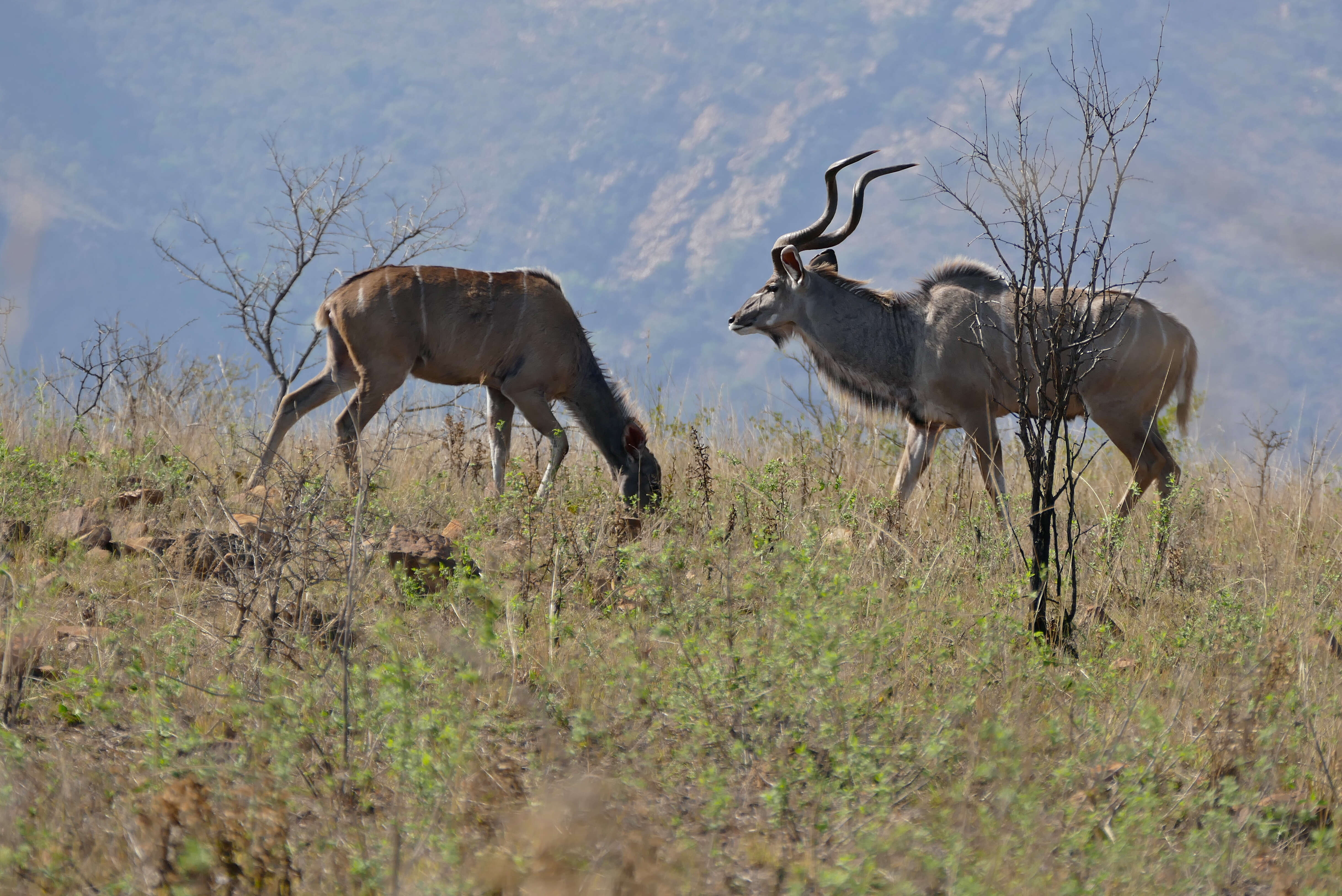 Image of Spiral-horned Antelope