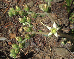 Image of bright green dudleya