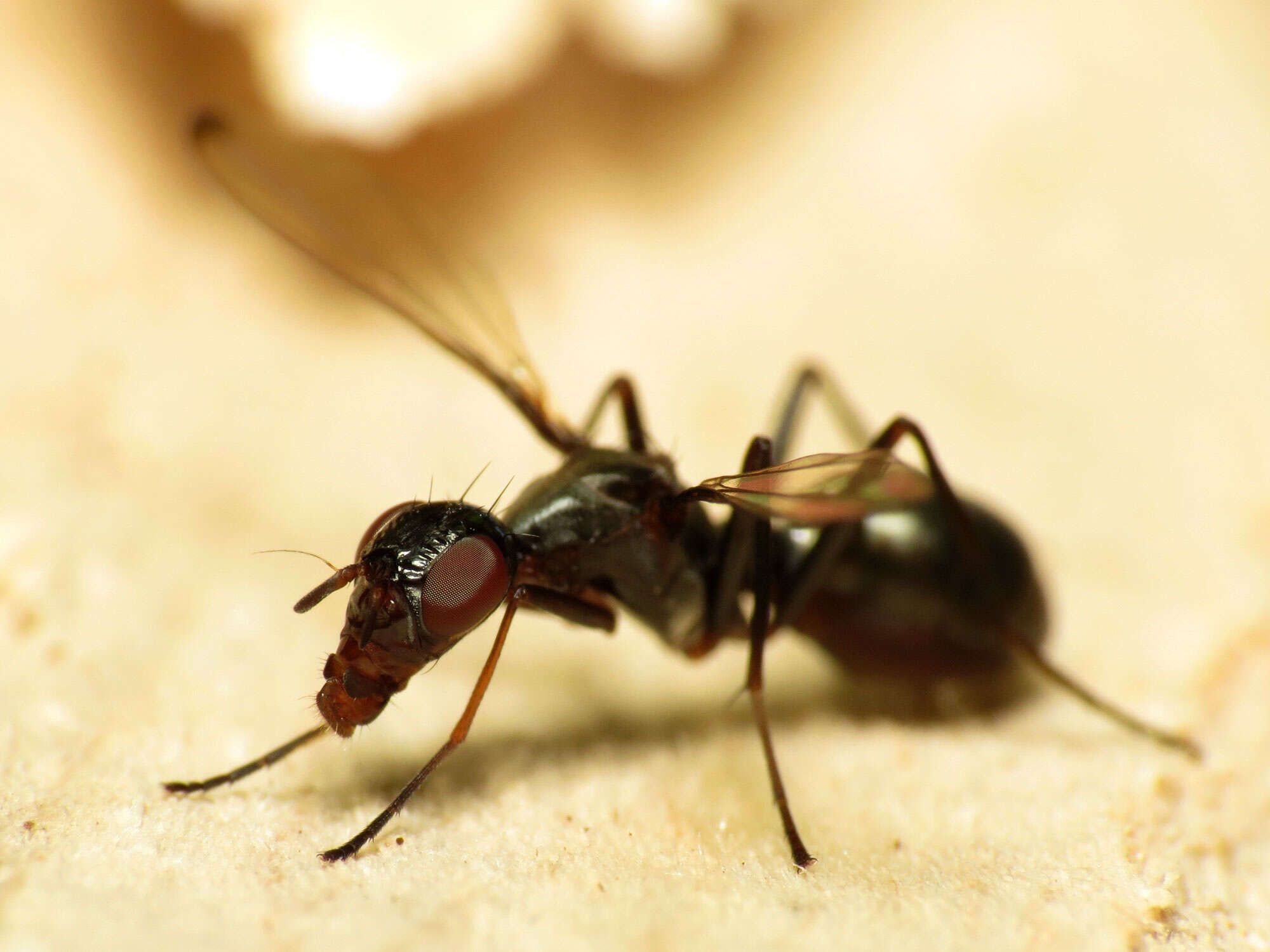 Image de Myrmecothea