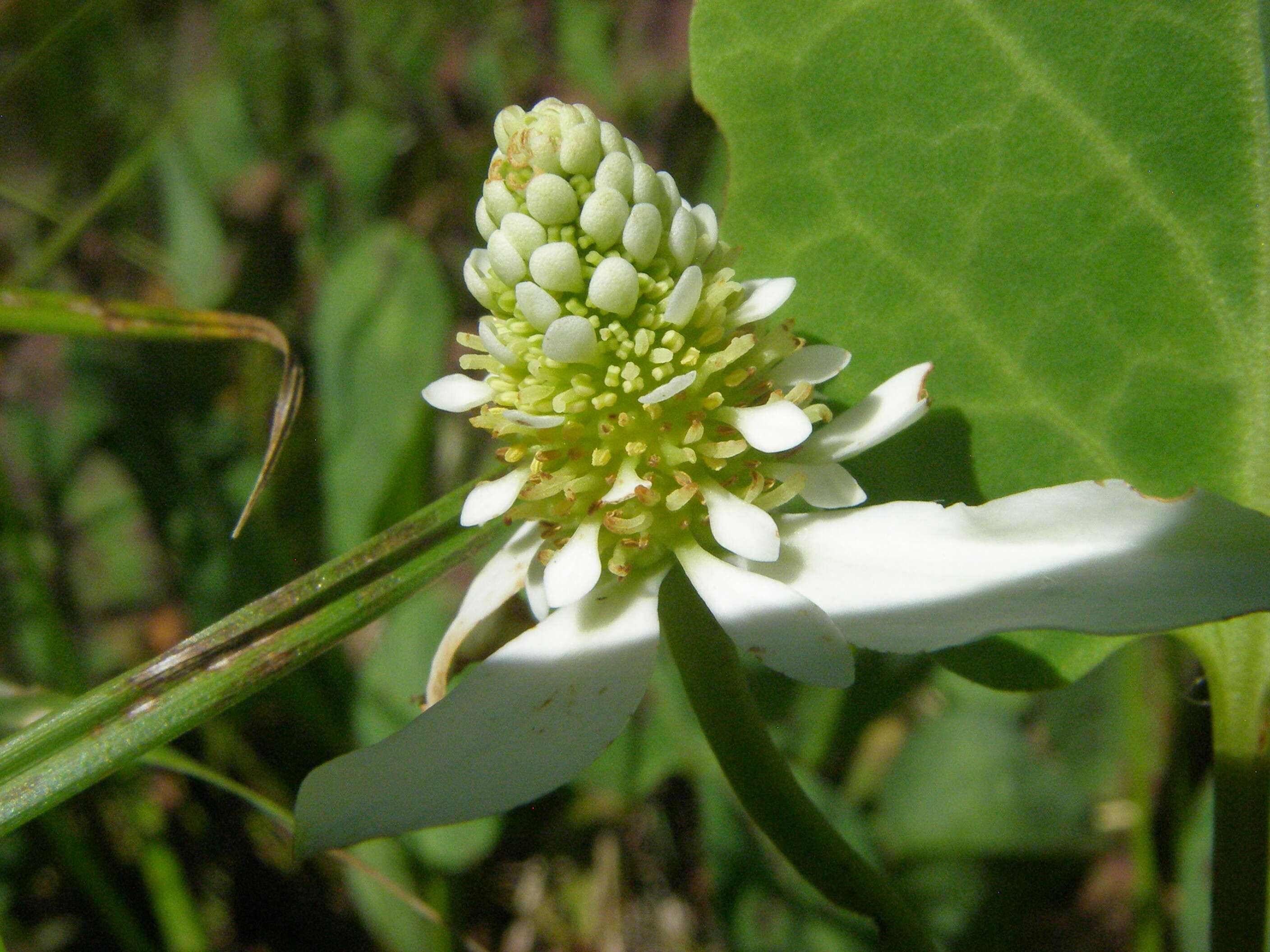 Image of yerba mansa