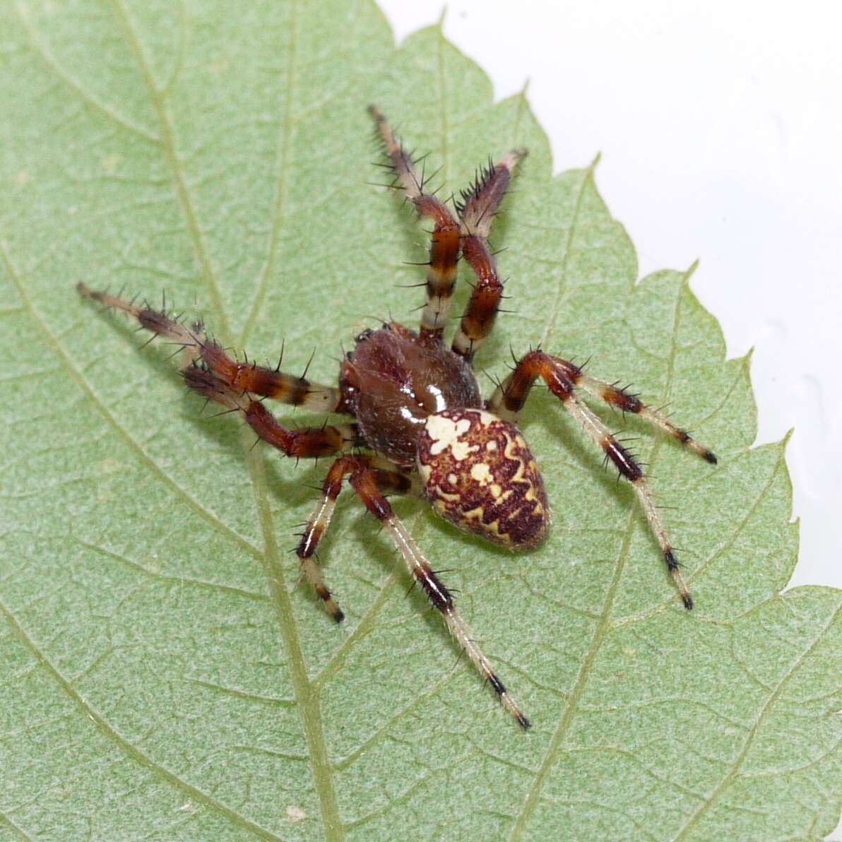 Image of Araneus