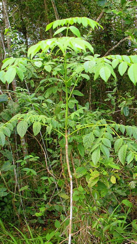 Imagem de Jacaranda jasminoides (Thunb.) Sandwith