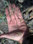 Imagem de Lomatium nudicaule (Pursh) Coult. & Rose