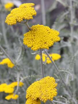 Image of moonshine yarrow