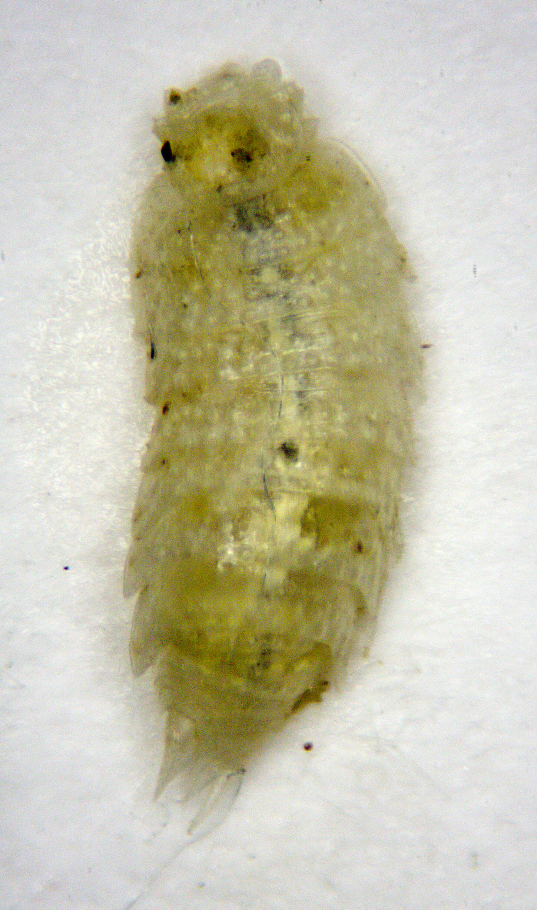 Image of Trichoniscidae