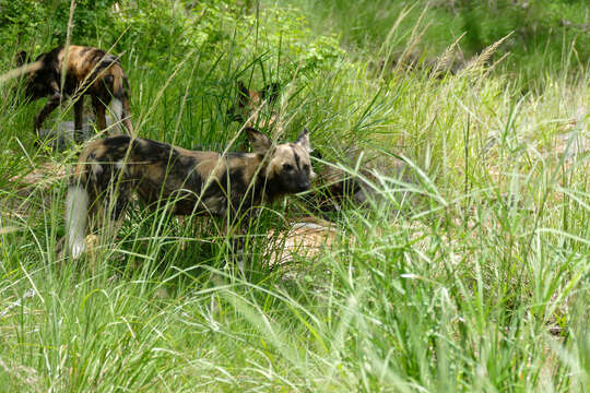 Image of African Wild Dog