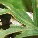 Image of Cepaea vindobonensis