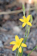 Image of fringed yellow star-grass