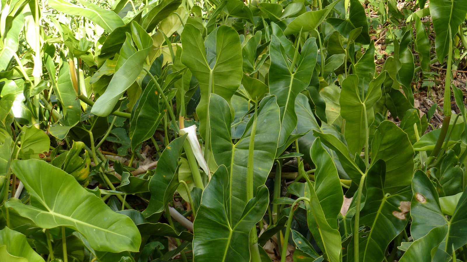 Image of Philodendron quinquenervium Miq.