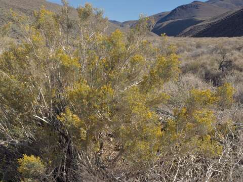 Image of Mojave rabbitbrush