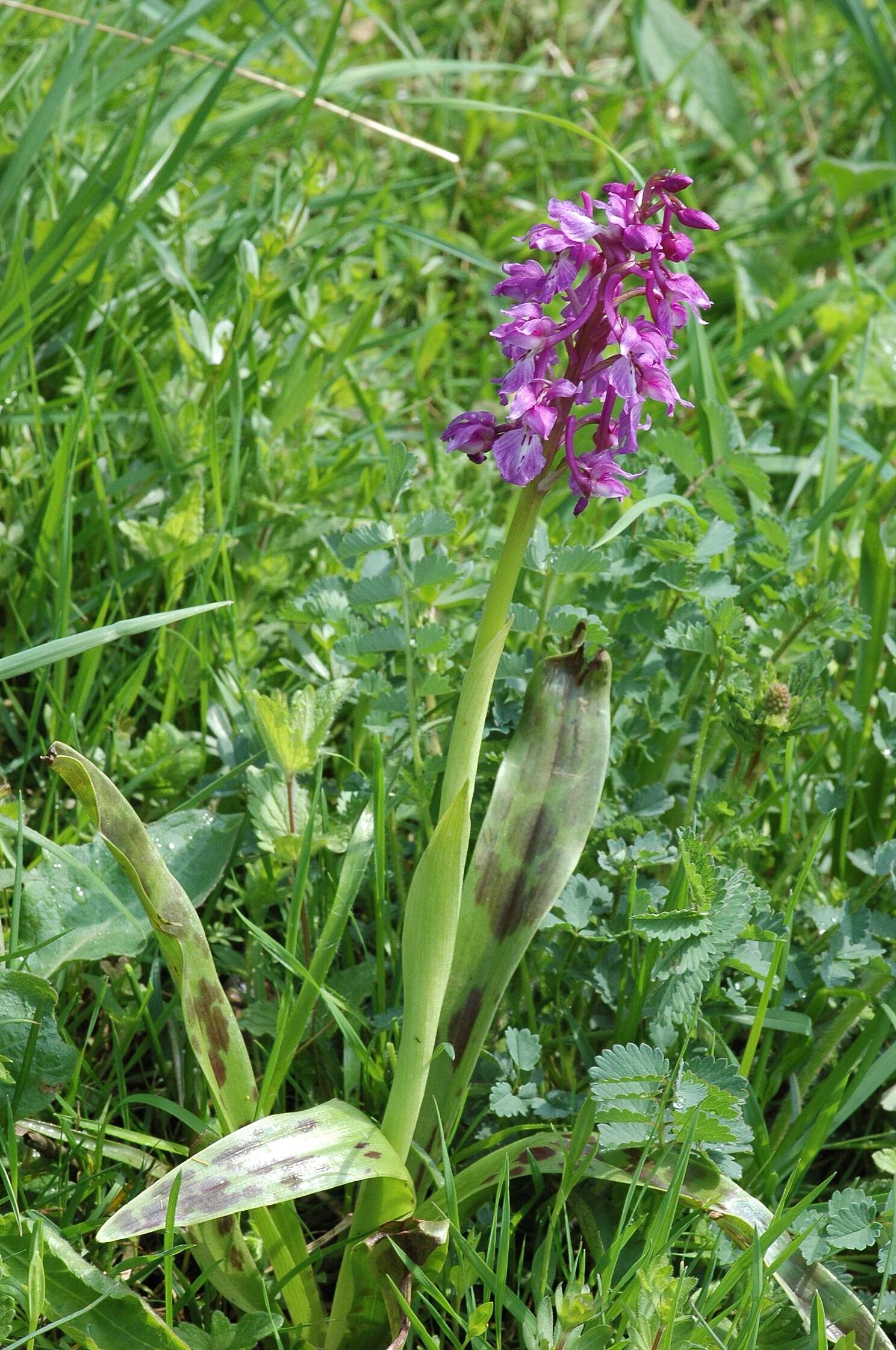 Image of Man Orchids