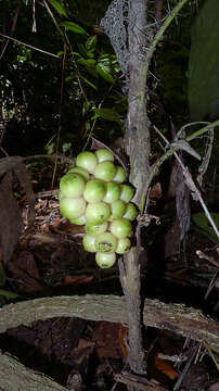 Image of Bactris bahiensis Noblick ex A. J. Hend.