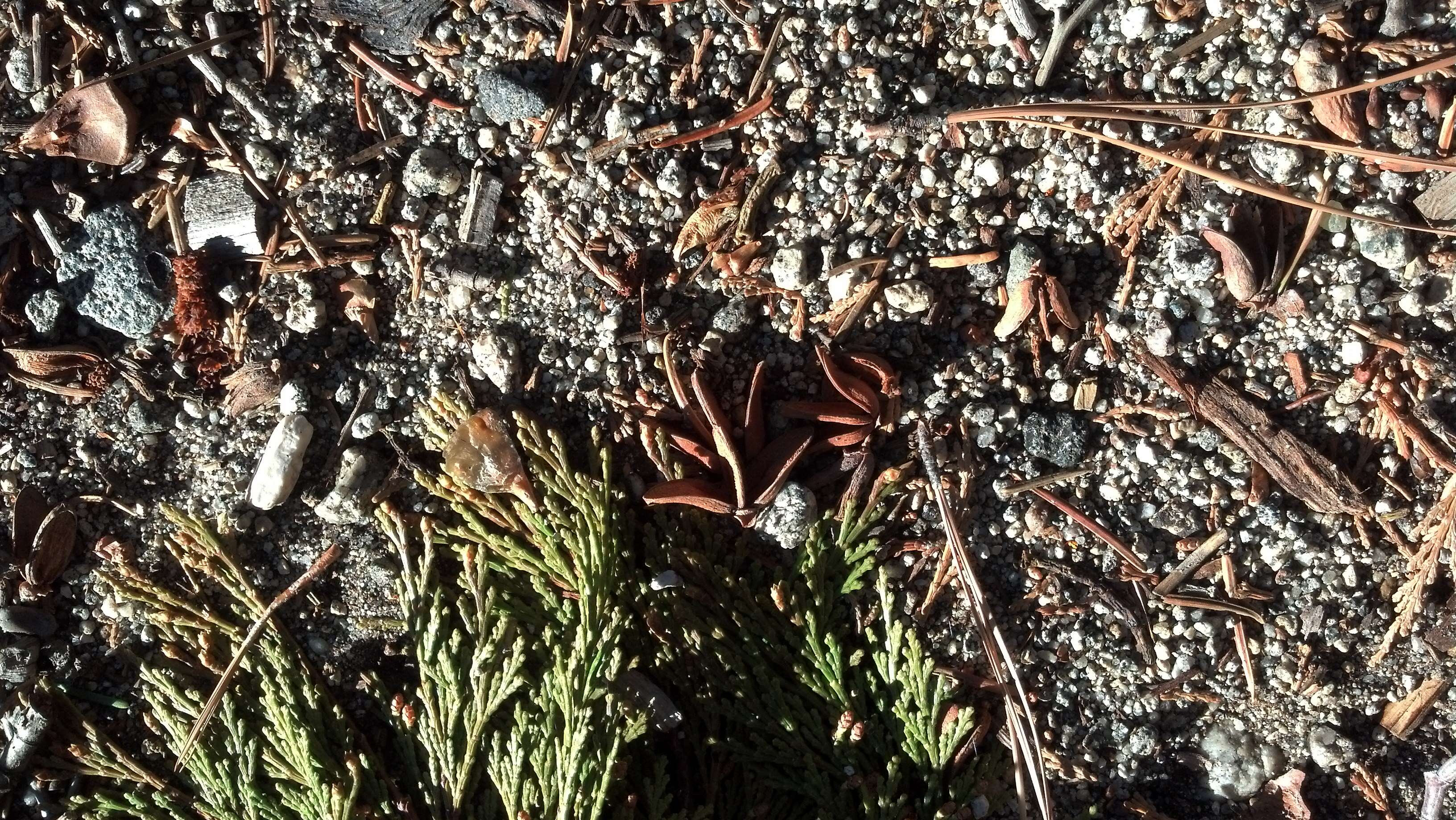 Image of Incense-cedar