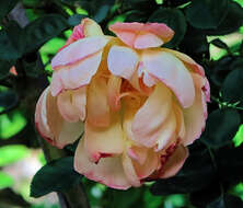 Image of Rosa