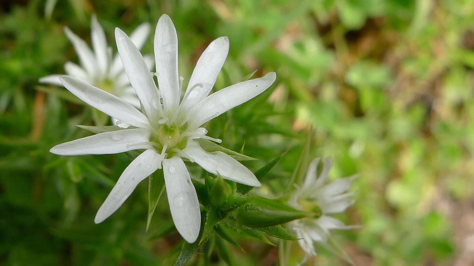 Image of Stellaria pungens Brongn.