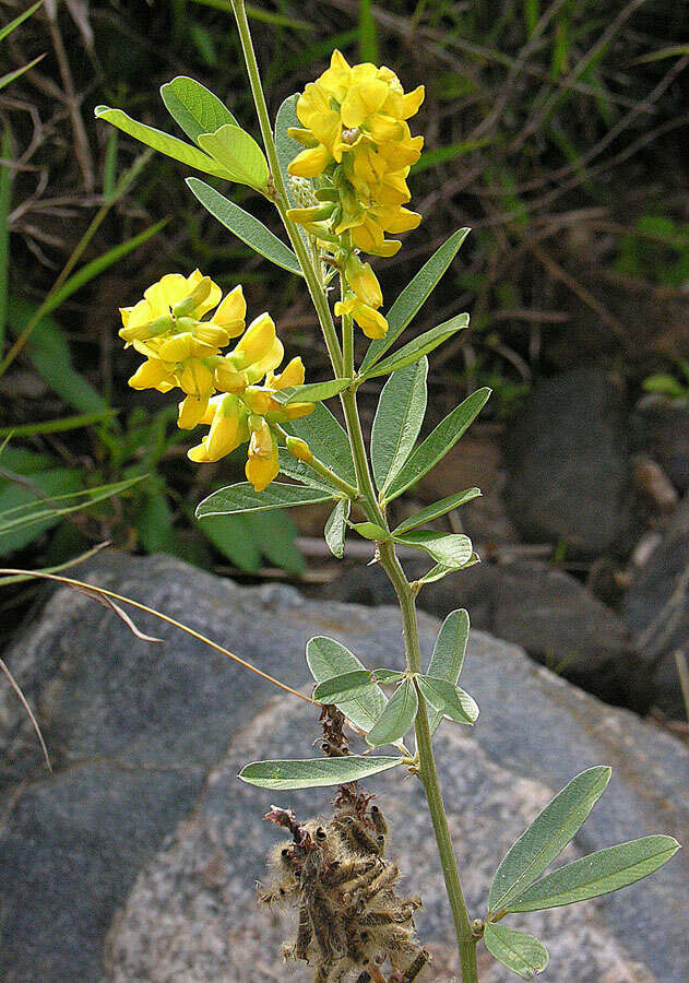 Image of sand pea