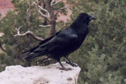 Image of Corvus Linnaeus 1758