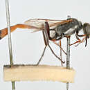 صورة Ammophila heydeni Dahlbom 1845