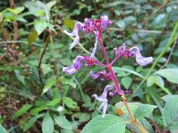 Image of Plectranthus kanneliyensis (L. H. Cramer & S. Balas.) R. H. Willemse