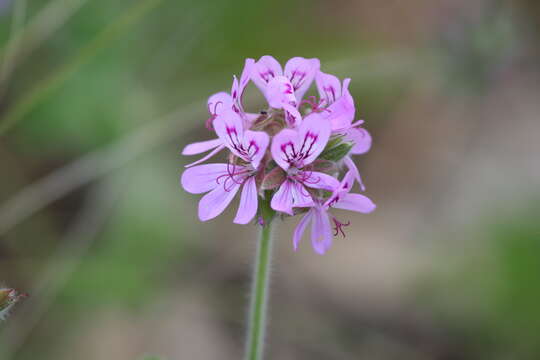 Image of rose scented geranium