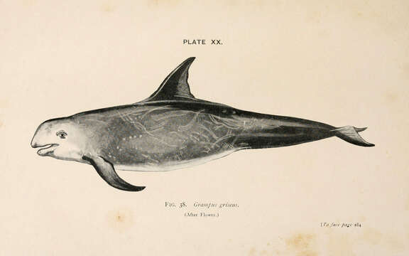 Image of Grampus Gray 1828