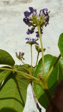 Image of Vitex rufescens A. Juss.