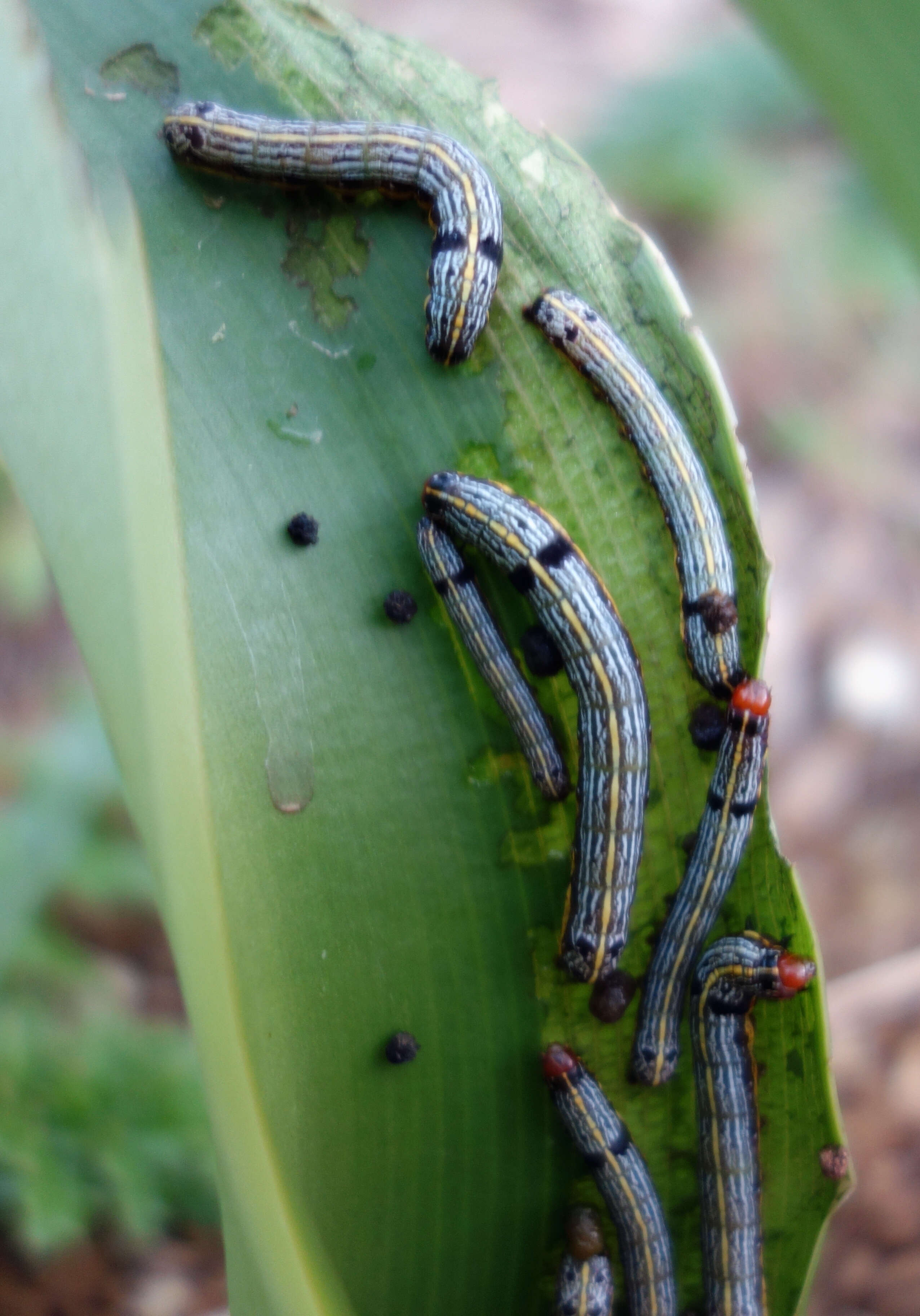 Image of Armyworms