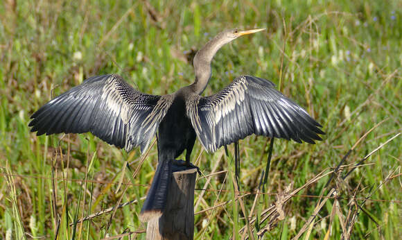 Image de Anhinga d'Amérique