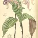 Image of Sobralia sessilis Lindl.