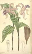 صورة Sobralia sessilis Lindl.