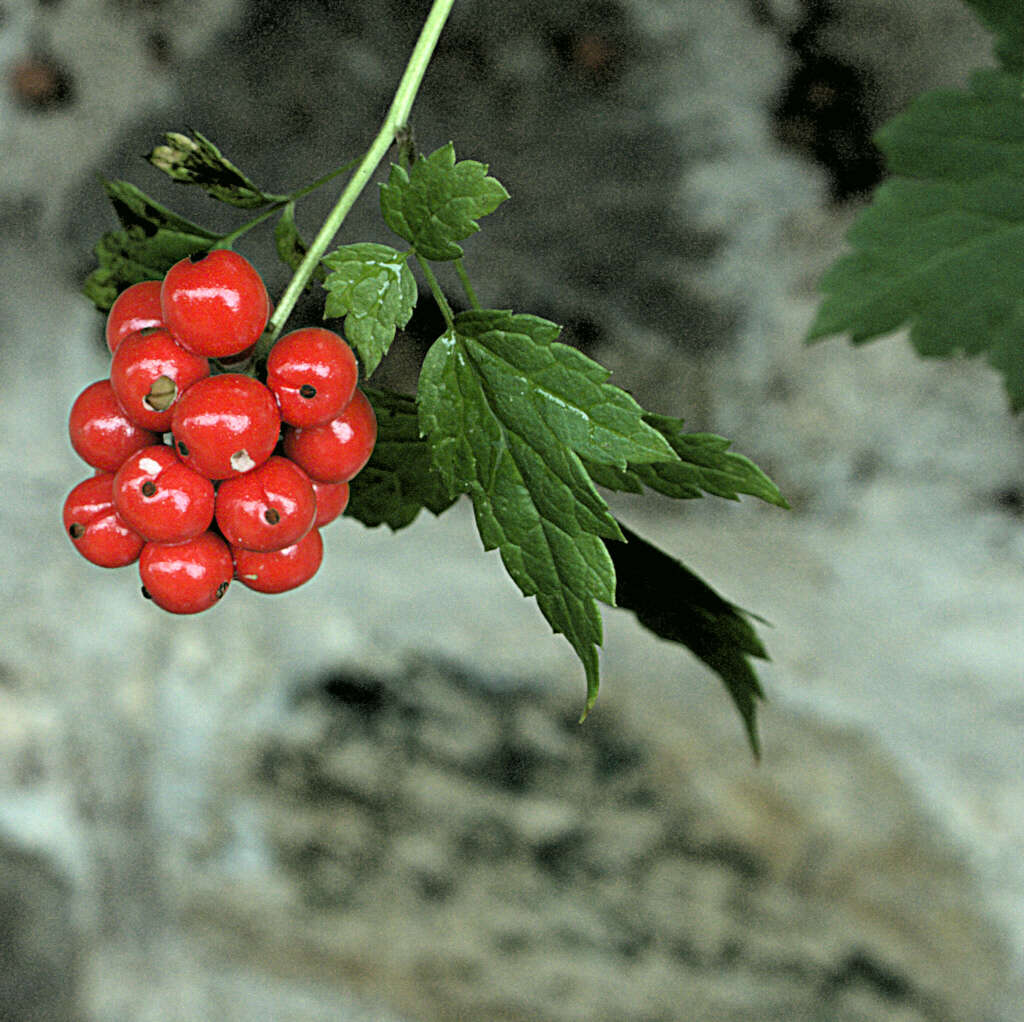 Image of Baneberry