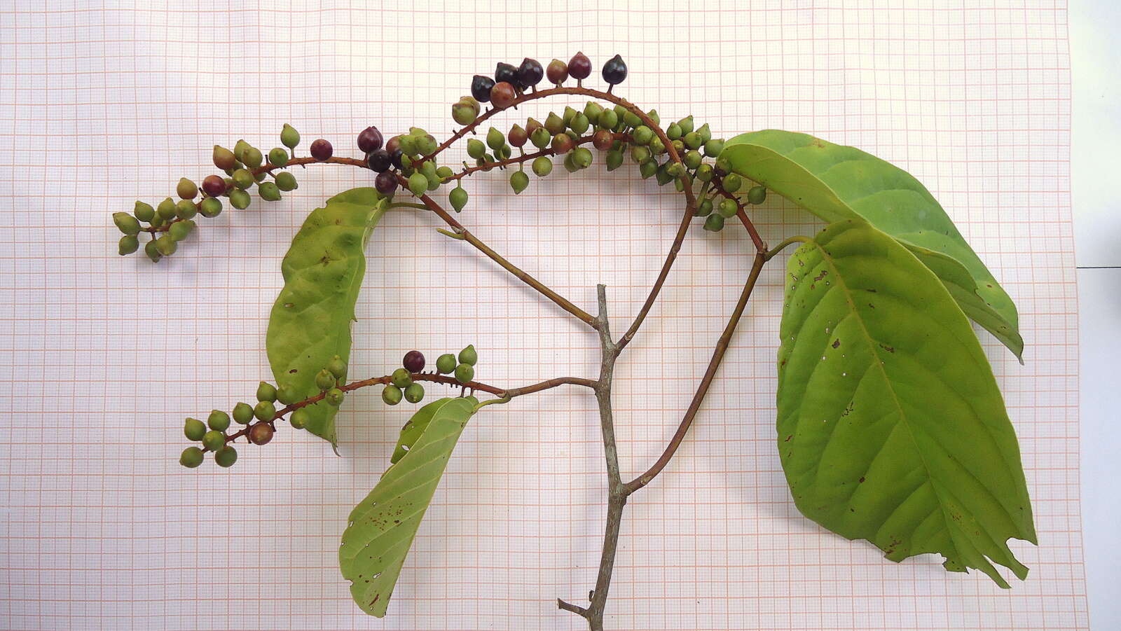 Image of Coccoloba arborescens (Vell.) Howard