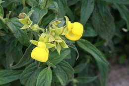 Image of Calceolaria