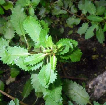 Image of water milfoil family