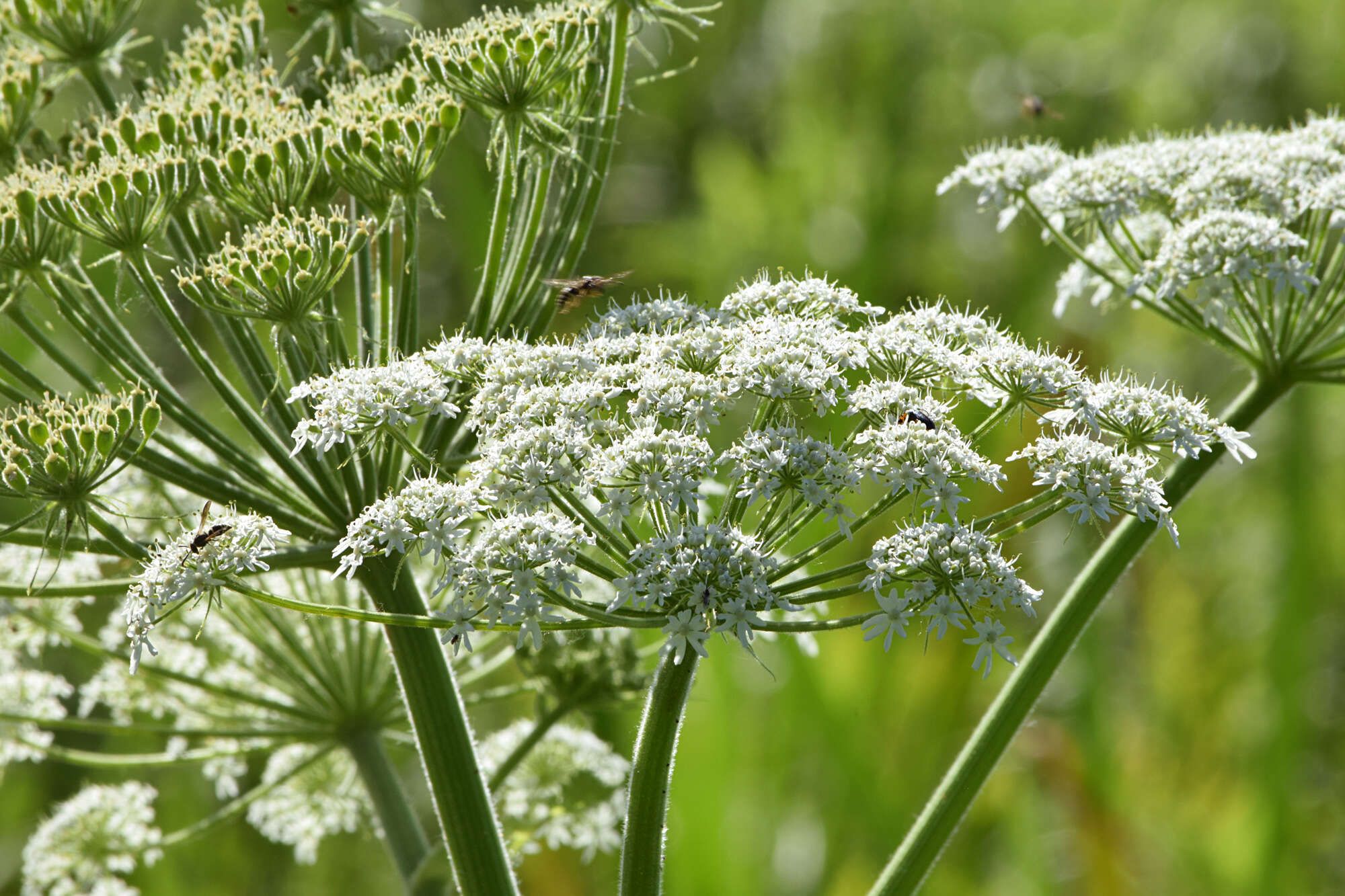 Image of cowparsnip