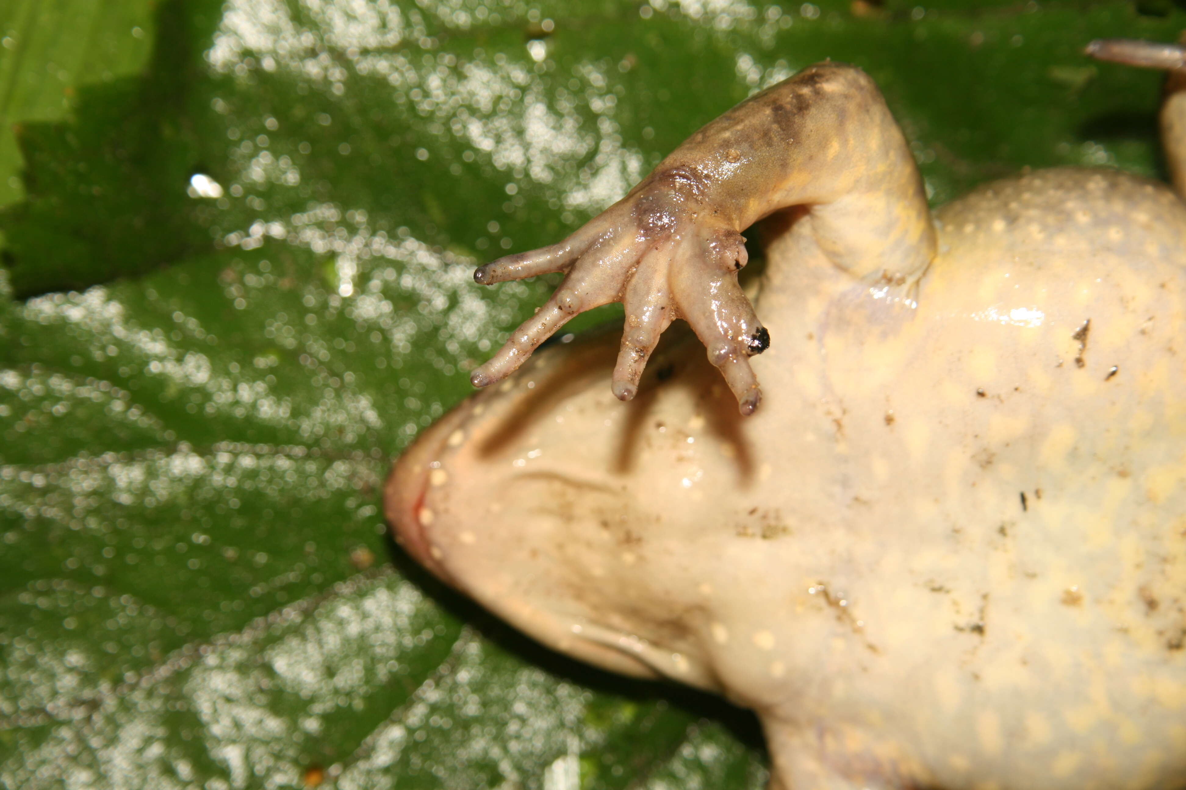 Image of Leptodactylinae Werner 1896