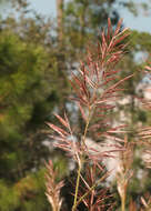 Saccharum giganteum (Walter) Pers. resmi