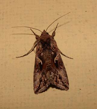 Image of Autographa