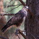 Image of Forest Buzzard