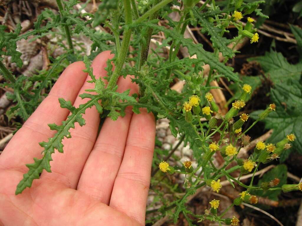 Image of wood groundsel, heather groundsel