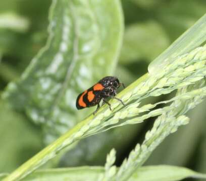 Image de Cercopis vulnerata (Rossi 1807)