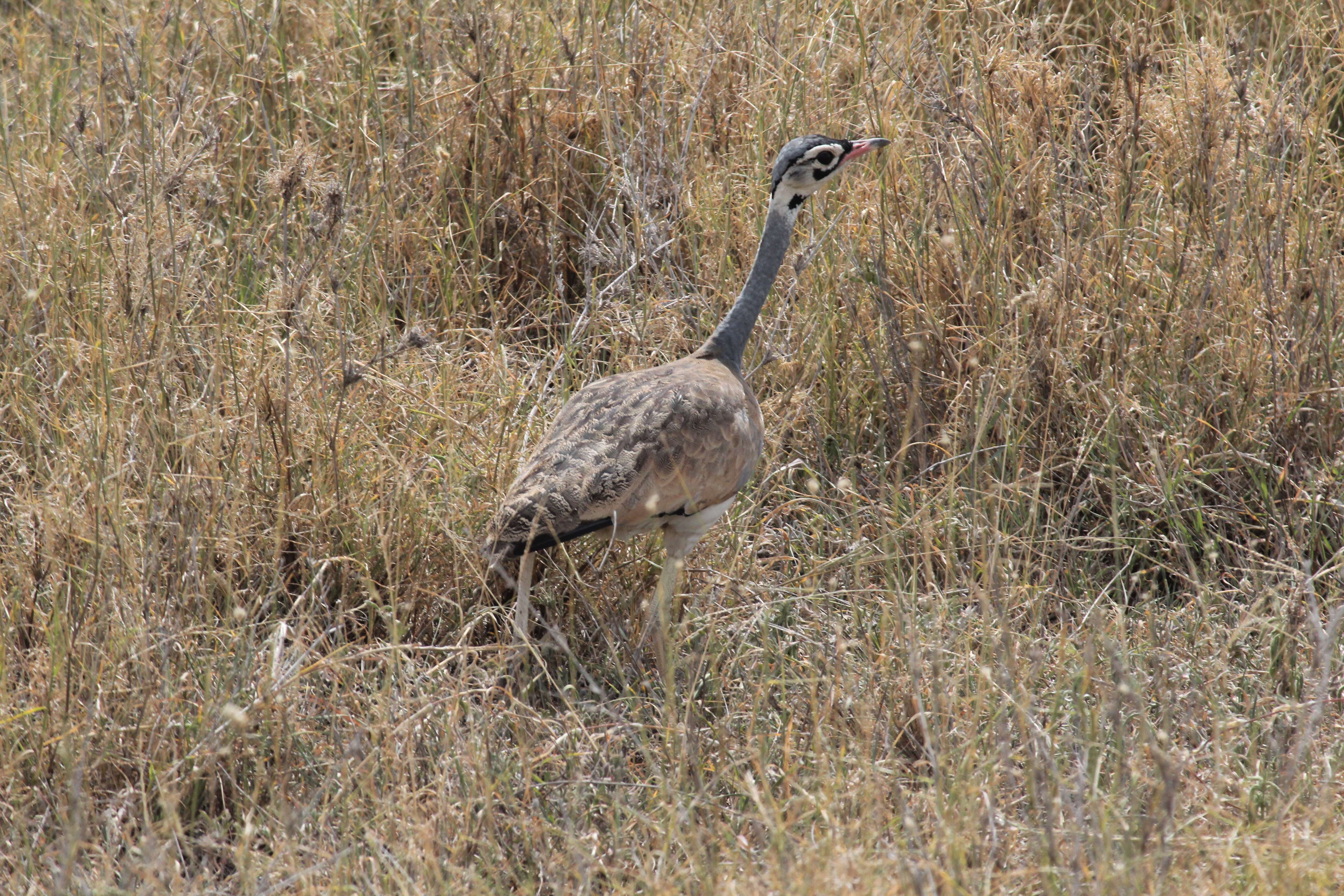 Image of White-bellied Bustard